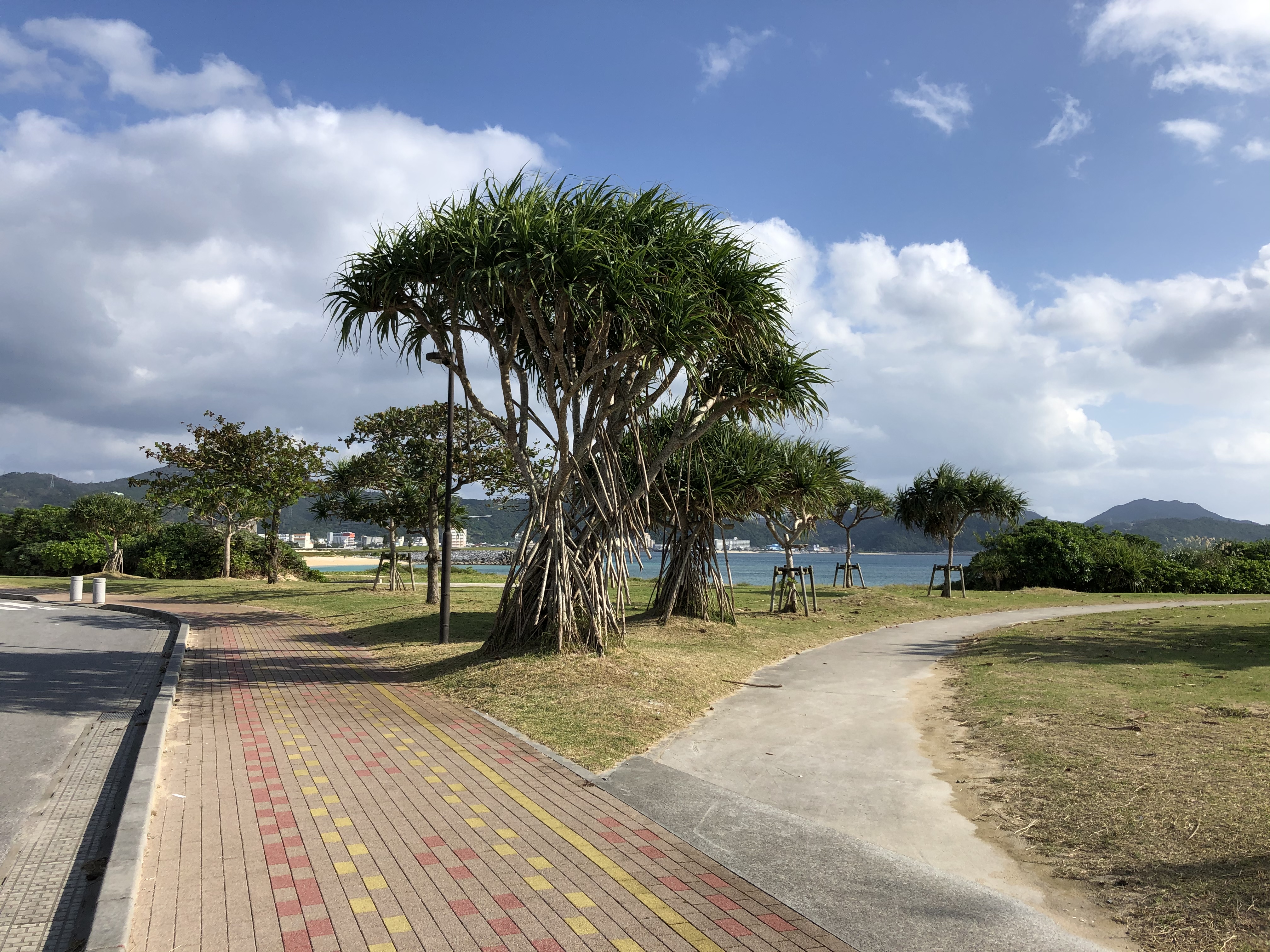 Okinawa Run 21世紀の森公園 スポーツするならhimaraya Staff Blog